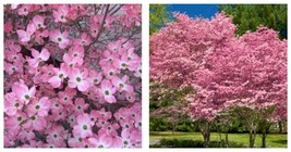 Flowering Pink Dogwood Cornus Tree Seeds 15 Seeds International Ship - £21.22 GBP