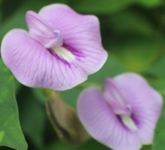 10 Pc Seeds Centrosema Pubescens Flower, Butterfly Pea Seeds for Plantin... - $25.20