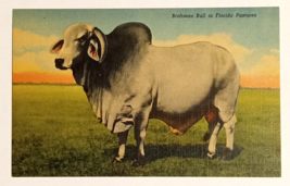 Brahman Bull Cattle Florida Pasture FL Linen Curt Teich UNP Postcard 1949 - £4.01 GBP