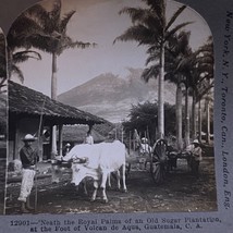 Antique 1902 Stereoview Photo Card Sugar Royal Palms Volcano de Aqua Gua... - $11.56