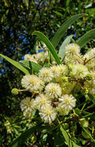 FREE SHIPPING Acacia melanoxylon Australian Blackwood Mudgerabah Tasman 10 Seeds - £14.21 GBP
