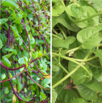 150 Pcs Red and Green Mix Malabar Spinach Seeds #MNTS - £15.34 GBP