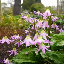 10 Pink Fawn Lily Aka Trout Lily Avalanche Lily &amp; Dogs Tooth Violet Erythronium  - £12.81 GBP