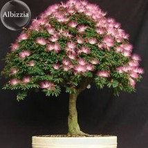 New Fresh Silk Floss Tree Albizzia Julibrissin Bonsai Nemu Tree 10 Seeds Ornamen - £3.77 GBP