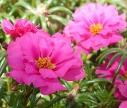 Moss Rose Pink (Portulaca Grandiflora) Flower 300 Seeds Free Shipping - $74.59 MXN