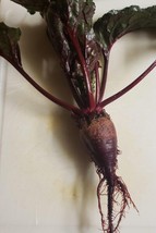 Bull&#39;s Blood Beet Seeds | Heirloom | Organic | Vegetable FRESH - £9.03 GBP