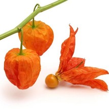 Chinese Lantern Strawberry Tomato Ground Cherry Seeds Jerusalem Cherry O... - $186.77 MXN