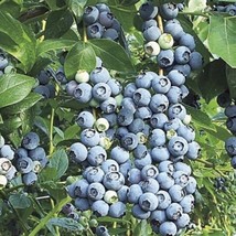 SR12Store 50 Blueberry Fruit Seeds Southern Highbush Vaccinium Corymbosum US Pro - $8.62