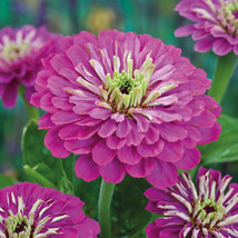 140 Seeds Zinnia Purple Prince Flower Groco - $8.99