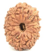 13 Mukhi Rudraksha / Thirteen Face Rudraksh - Java - 19.55 mm - IGL Cert... - $94.05