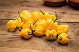 Orange Yellow Habanero Pepper Capsicum Seeds, hot chilli ornamental vegetables,  - £8.73 GBP