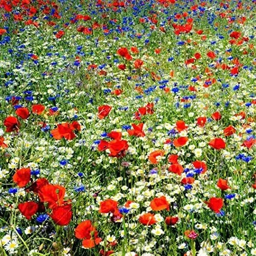 200 Seeds Red White And Blue Wildflower Mix Usa Seller - £15.92 GBP