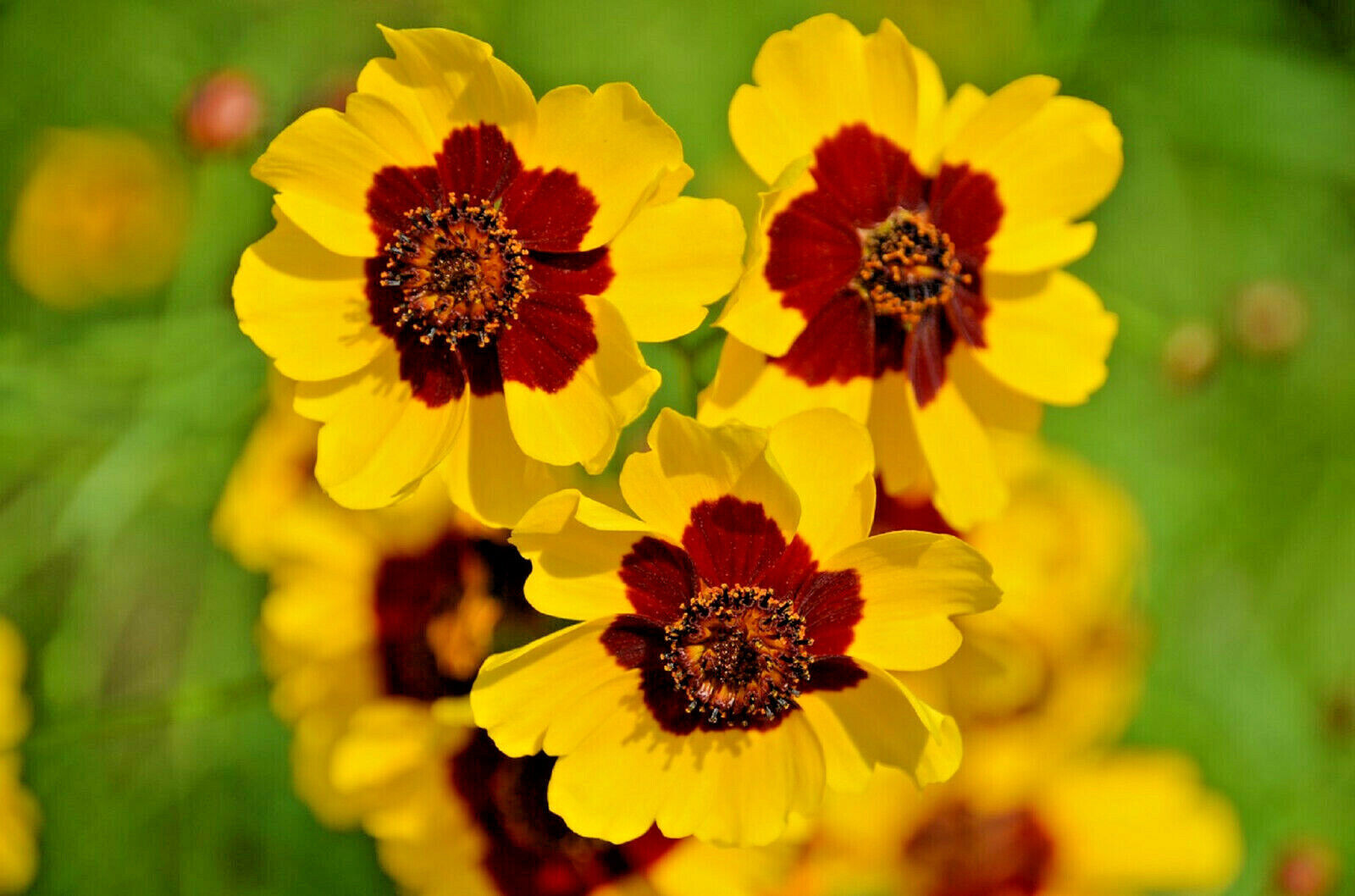 1000+ Dwarf Plains Coreopsis Edible Medicinal Wildflower Seeds Native Tickseed Seeds & Bulbs