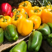 Assorted Bell Peppers - Seeds - Organic - Non Gmo - Heirloom Seeds - £4.70 GBP