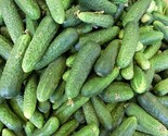 Sale 150 Seeds Boston Pickling Cucumber Heirloom Cucumis Sativus Fruit V... - $9.90