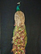 Blue Indy Indian Peacock (Pavo Cristatus) Taxidermy Wall Mount. Stuffed ... - $2,500.00
