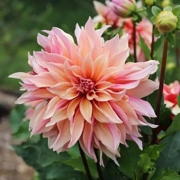 Fresh Labyrinth Dahlia (Dinnerplate) 20 Seeds Garden - £8.60 GBP