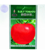For Greenhouse Qinshu Fengguan Big Red Tomato Seeds 10 Grams Pack Indete... - $41.08