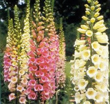 Bloomys 1000 Seeds Dwarf Foxy Mix Foxglove Digitalis Purpurea Flower - $11.39