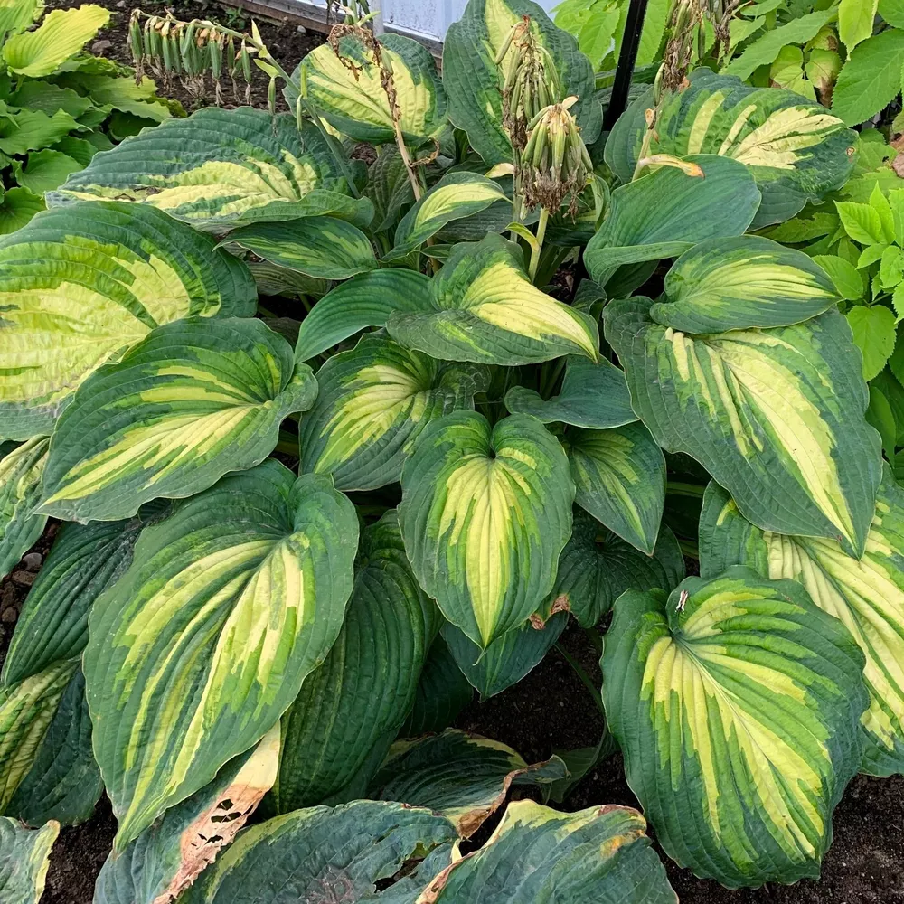 Hosta When I Dream Large New Chartreuse Ruffled 2.5 Inch Pot  - $29.62