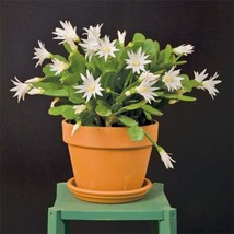 HS  15+ Seeds White Easter Cactus   House Plant-  Garden- Flowers - $6.63