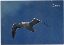 Postcard Animal Canada Seagull 4 1/2&quot; x 6 1/2&quot; - $2.96