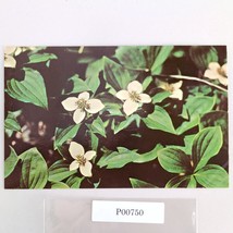 Dwarf Dogwood Flower Alaska Vintage 1970s Postcard Dexter Dedman&#39;s Photo... - $6.88