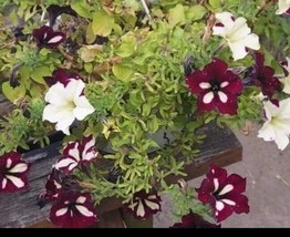 ArfanJaya Petunia Red And White Flower Seeds - £6.55 GBP