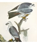Mississippi Kite Bird Print 1946 Color Art John James Audubon Nature DWV2E - $39.99