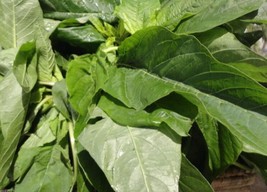 100 Seeds Jamaican Callaloo Edible Amaranth Real Jamaican Organic USA SELLER Gar - £10.43 GBP