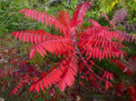 3 roots of Smooth sumac (Rhus glabra) 4-6 inches long - £13.66 GBP