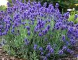 Vera Lavender Seeds English Lavender Herb True Lavender Perennial Herb 4... - £7.87 GBP