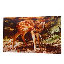 Postcard Baby Deer Fawn Forest Animal Chrome Posted - £6.52 GBP