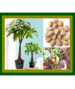 Hot New money tree pachira aquatica malabar chestnut FRESH SEEDS - $7.69