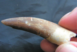 Elasmosaurus Tooth Dinosaur Teeth Fossil Sea Creature Extinct Ancient Elasmosaur - £32.11 GBP