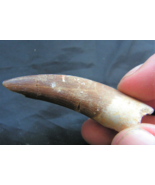 ELASMOSAURUS TOOTH DINOSAUR TEETH FOSSIL SEA CREATURE EXTINCT ANCIENT EL... - $39.55