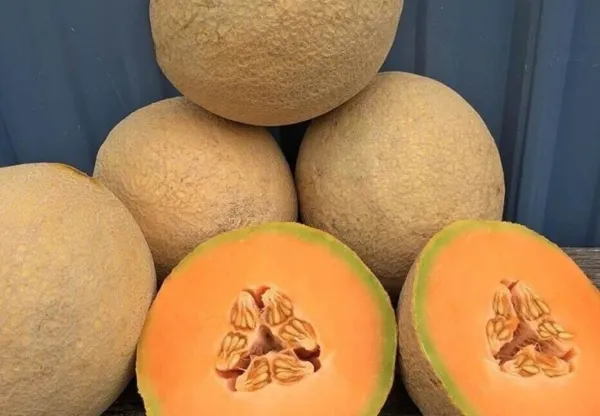 Fresh New Sugar Melon Fast Growing Sweet Tasting Farm Planting Garden 25 Seeds - £10.36 GBP