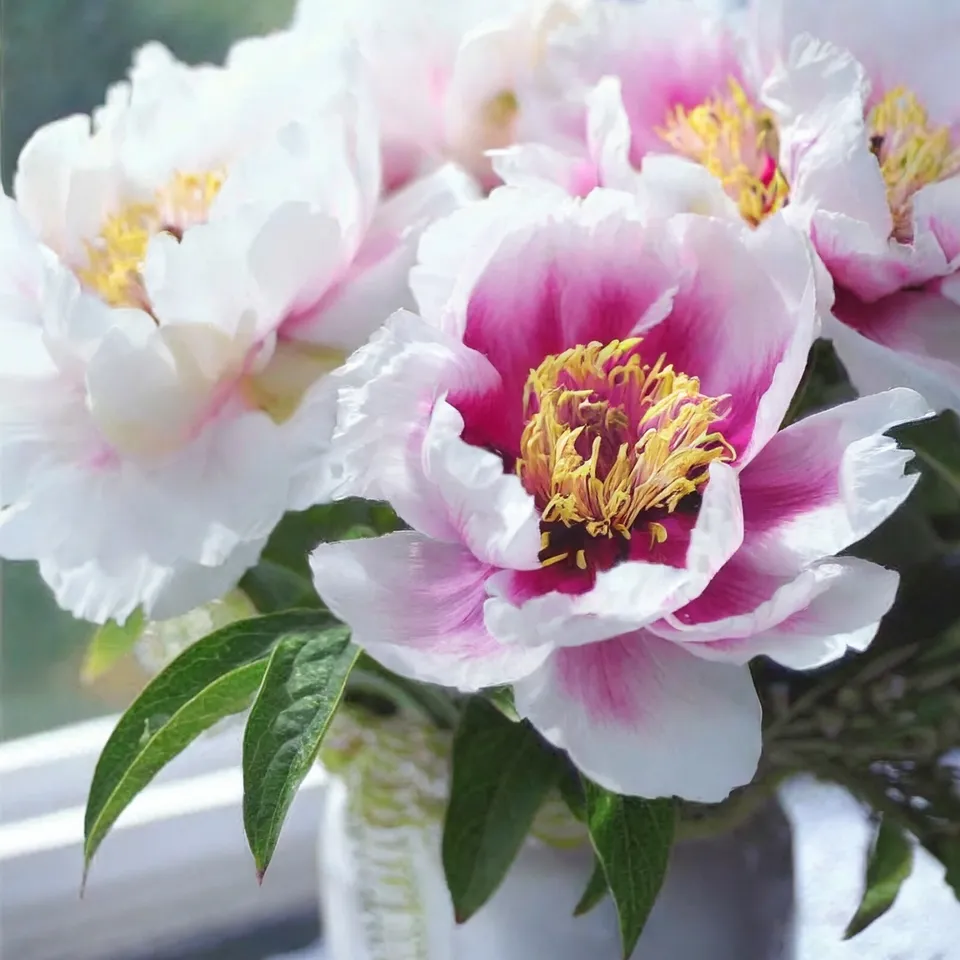 Cora Louise Itoh Peony Flower Bulbs Bare Root Spring Planting - $49.77