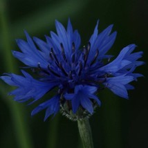 USA Seller Black Cornflower Seeds Fresh Organic Centaurea Cyanus Black Annual Fl - £10.69 GBP