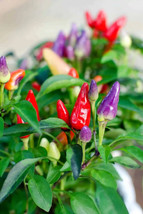 GIB 25 Seeds Easy To Grow Bolivian Rainbow Chil Peppers Vegetable Edible Food - £7.07 GBP