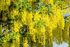 MBK Golden Chain Tree Laburnum Alpinum 20 Seeds Seeds Bulk Seeds - $12.22