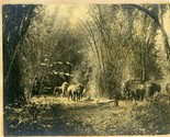 Wild Elephants Original Black &amp; White Photo India 1917 Viceroy Lord Chel... - $790.02