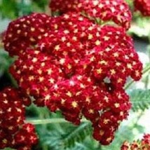 50 Red Achillea Yarrow Deer Resistant Perennial Flower Seeds US Seller F... - £7.40 GBP