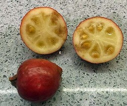 Psidium cattleyanum Cattley Cherry Purple or Strawberry Guava 10 Seeds - £20.51 GBP
