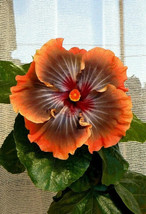 BEST 25 Seeds Easy To Grow Orange Brown Hibiscus Flowers Floral - $10.00