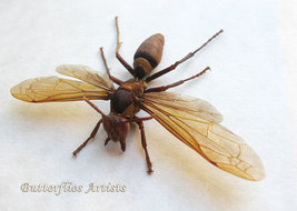 Real Asian Monster Murder Hornet Vespa Mandarinia Framed Entomology Shad... - $124.99