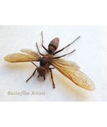 Real Asian Monster Murder Hornet Vespa Mandarinia Framed Entomology Shad... - $170.94 CAD