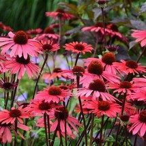  50 Solar Flare Coneflower Seeds Echinacea Flower Perennial Flowers Seed 1388 A  - £11.07 GBP