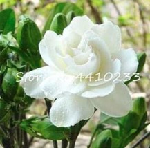 100 Pcs Lot Ia Plants Flower Tree Plants Cape Jasmine Sementes Potted Flowers Fr - $12.72