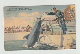 Postcard FL Florida Marineland Marine Studios Feeding Porpoise 1941 Linen Used - $3.96